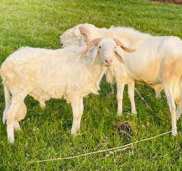 Sadakha ( sacrifice Mouton)