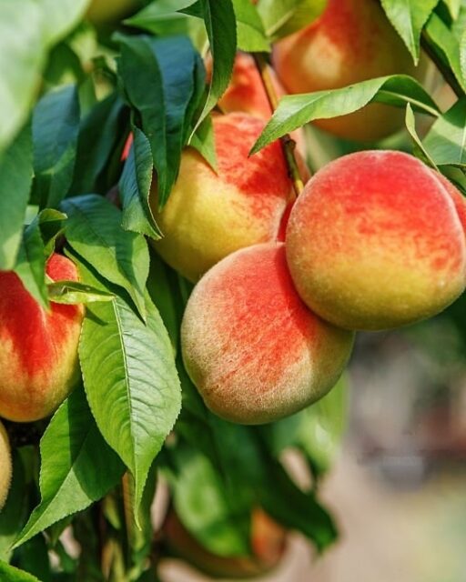 Arbre fruitiers ( sadaqha jaria)